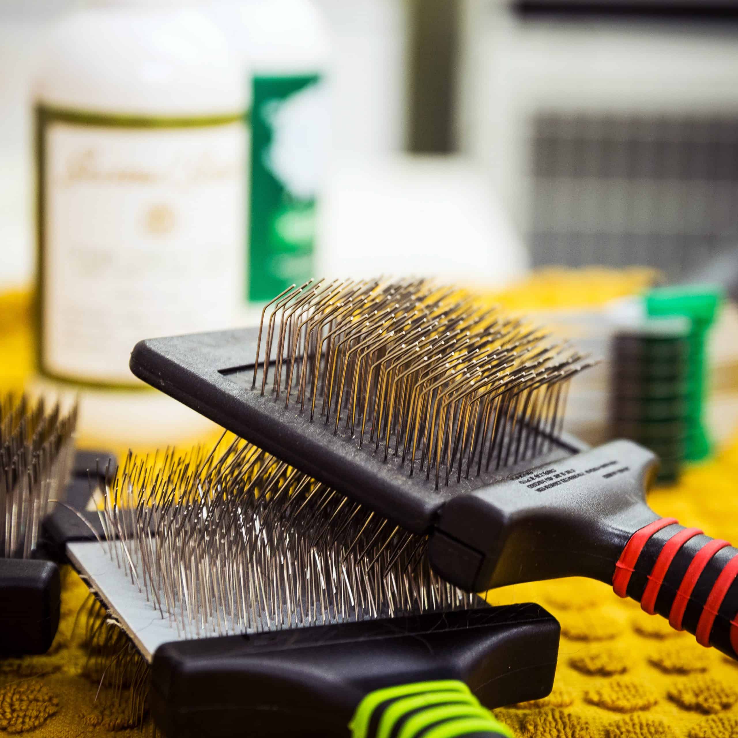 Tools for brushing your dog at home