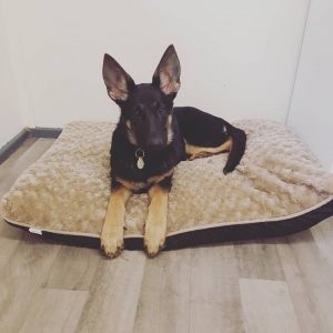 German Shepherd Puppy on a bed