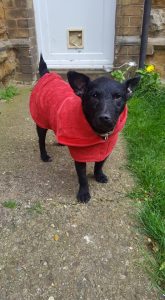 Patterdale in a Ruff and Tumble drying coat