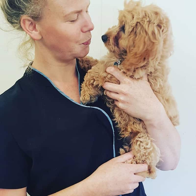 Thor puppy grooming cockapoo The Dog House Leicester