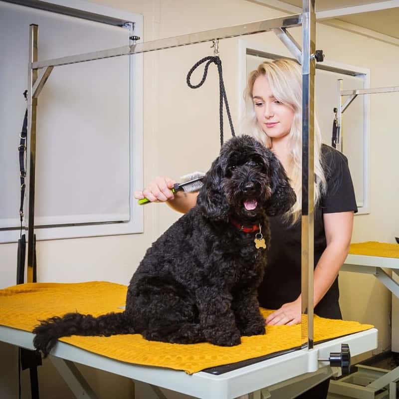 cockapoo luxury dog spa Barkby South Croxton