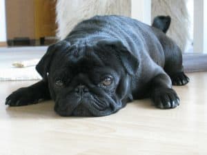 Black pug laying down