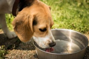 Beagle drinking out of dog bowl