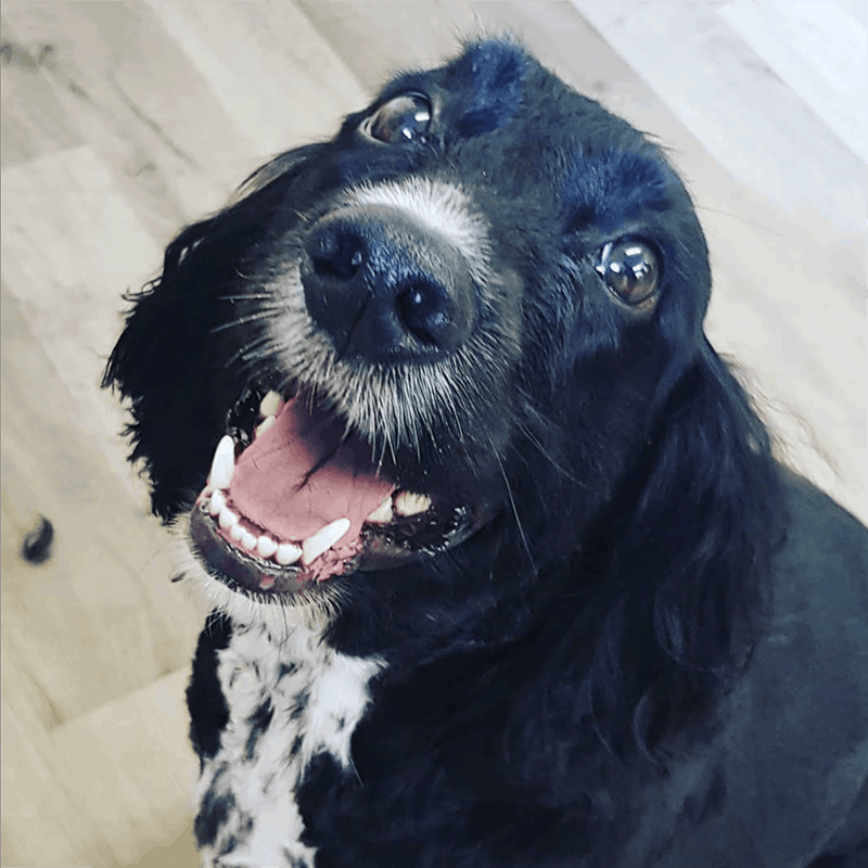 happy cocker spaniel luxury dog spa Leicester Syston Queniborough