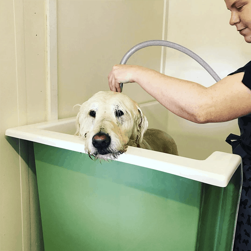 labrador in bath dog grooming Leicester Syston Queniborough