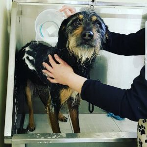 Rescue dog being bathed