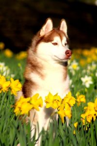 Husky in Daffodils