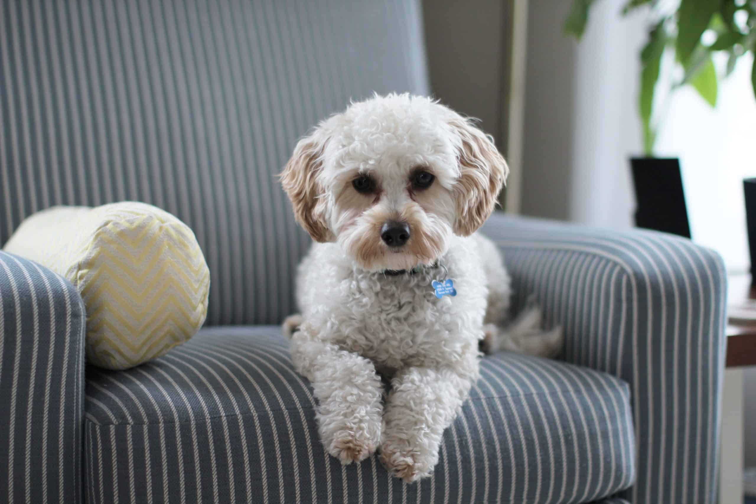 Shih Tzu Puppy on a sofa