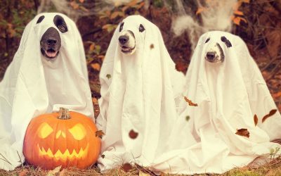 Spooktacular Halloween Treats