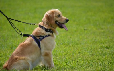 Favourite Leicestershire Walks