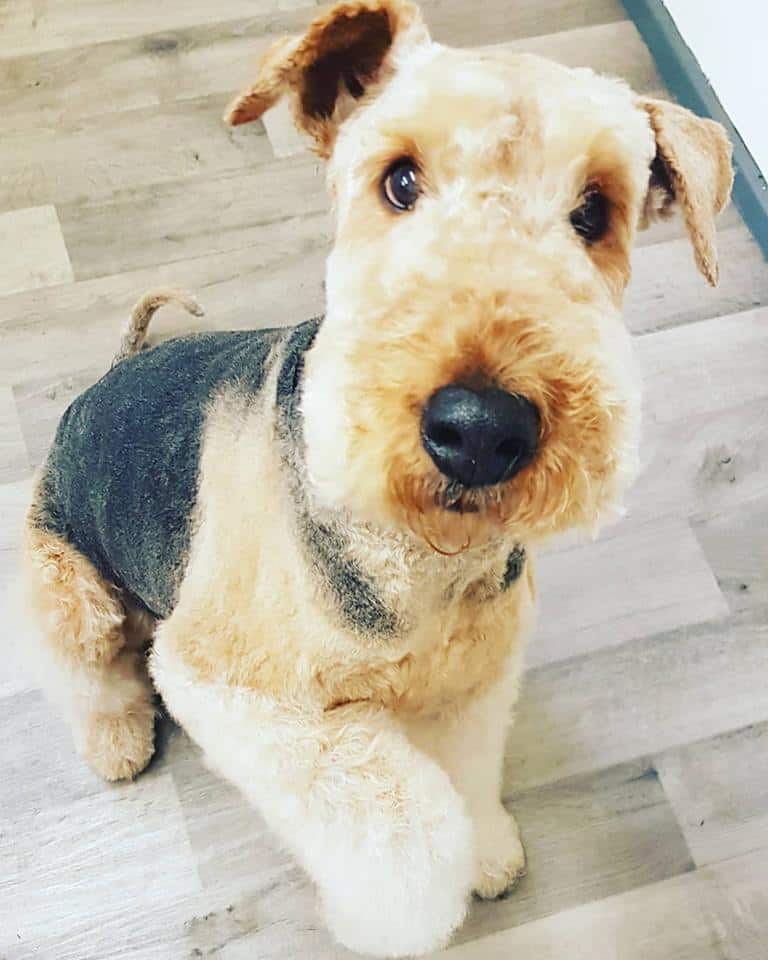 Airedale groom