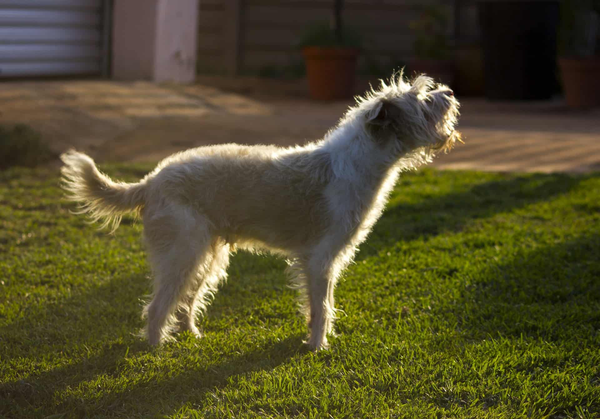 Barking dog in garden