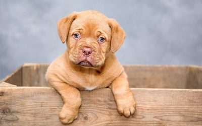 10 Things you need to know when finding a breeder
