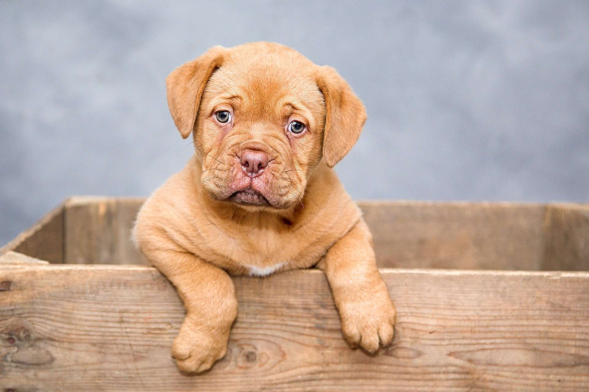 Dog de Bordeaux puppu