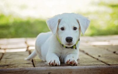 Self isolation – the perfect time for your puppy!